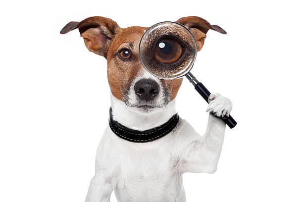 Pet Detectives Near Me dog looking through magnifying glass