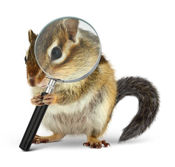 Lost Pet Detective Near Me chipmunk looking through a magnifying glass
